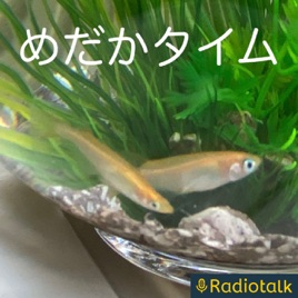 めだかタイム