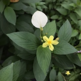 Alijana喜悅繁花之境