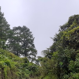 ADAJA