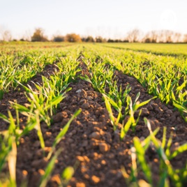Agricultural Green World