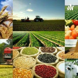 AGROPAPO