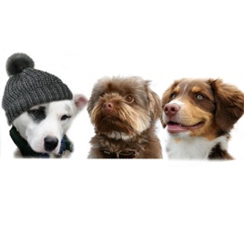 All Things Dogs