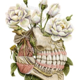 Anatomía Dental - Funciones del Aparato Masticatorio y Dientes