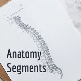 Anatomy Segments