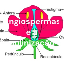 Angiospermas e a polinização
