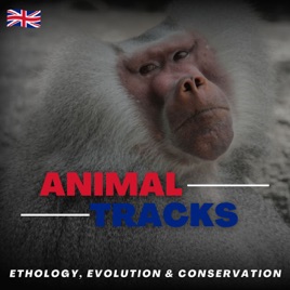 Animal Tracks