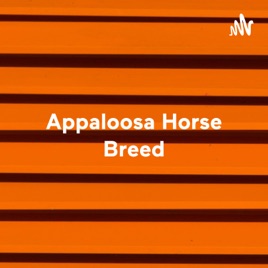 Appaloosa Horse Breed - The Most Beautiful Breed in the World
