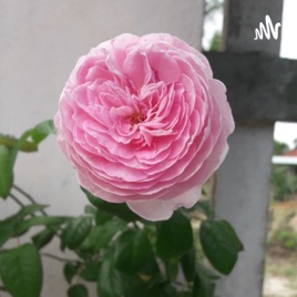 Bắp Rang Bơ