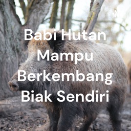 Babi Hutan Mampu Berkembang Biak Sendiri