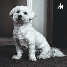 Best Pet(Dog)