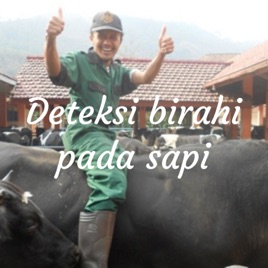 Deteksi birahi pada sapi