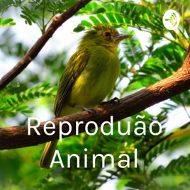 Reprodução Animal