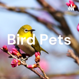 Bird Pets