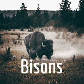 Bisons