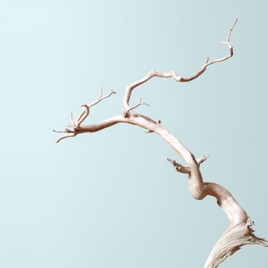 Bonsai Mirai: Asymmetry