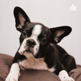 Boston Terriers.