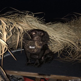 Boykin Outdoors