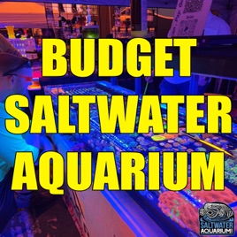 Building a Saltwater Aquarium on a Budget