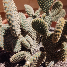 Cactus Juice
