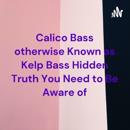 Calico Bass otherwise Known as Kelp Bass Hidden Truth You Need to Be Aware of