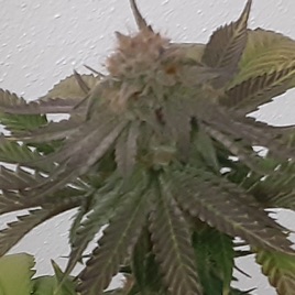 Cannatalk With Dee