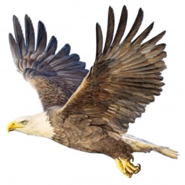 VEC🦅