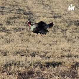 Chasin' Tail