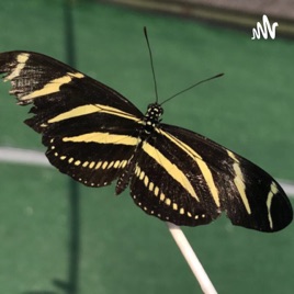 Chasing Butterflies