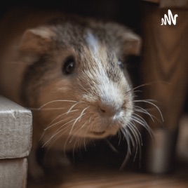 Clever house mice