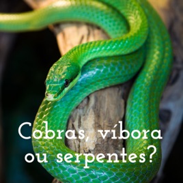 Cobras, víbora ou serpentes?