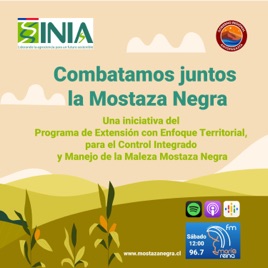 Combatamos juntos la Maleza Mostaza Negra