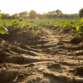 Composition of soil in details