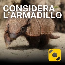 Considera l’armadillo