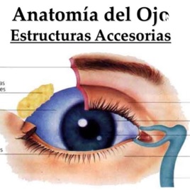 ESTRUCTURAS ANEXAS AL OJO, POR NICOL PINZON.