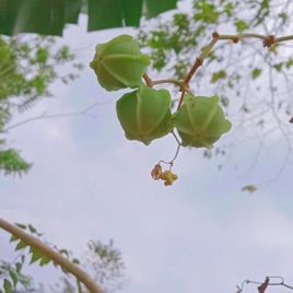 Cristine Eclesia Sigalingging_kelompok'48_future plan