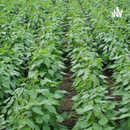 Cultivo do Feijoeiro Comum no Nordeste- Bahia
