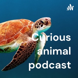 Curious animal podcast