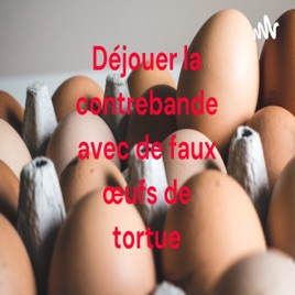 Déjouer la contrebande avec de faux œufs de tortue