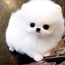 Daisy聊聊天