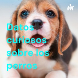Datos curiosos sobre los perros