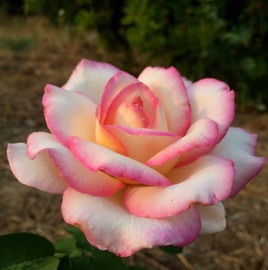 "Davis Garden Show and Beyond" on KDRT