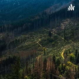 Deforestation : A Huge Threat To Our Environment