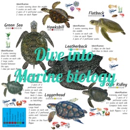 Dive into Marine biology