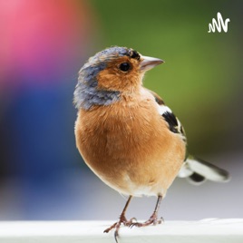 Do Mother Birds Feed Their Babies?