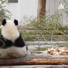 Documentry On Life Span Of Every Animals From The Scientists.