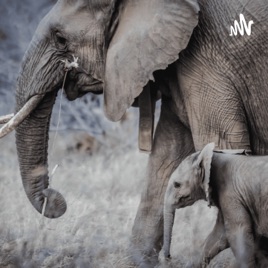 Elephant And The Lion