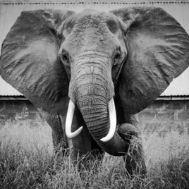 Elephant Stories