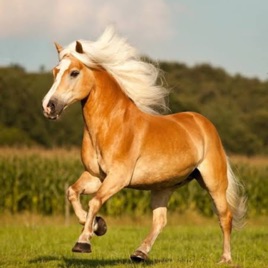 Haflinger