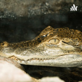 Facts About Crocodile
