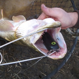 Fat A.Z. Musky Podcast